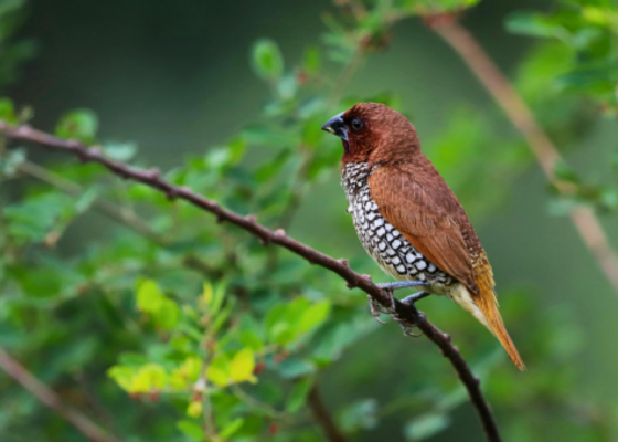 Scaly-Breasted Munia 