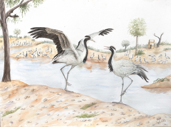 demoiselle crane final painting