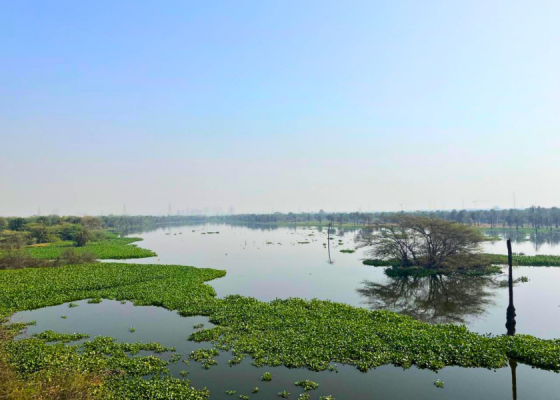 surajpur bird sanctuary