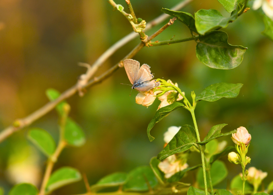 Asola Bhatti Butterfly Park