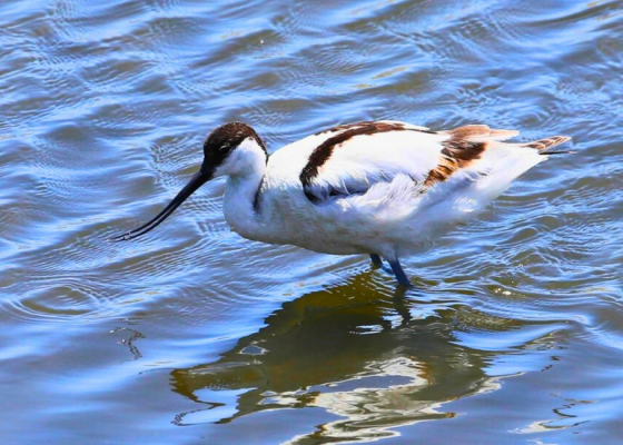 Birding In Asita East