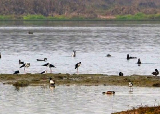 Birdwatching In Asita East