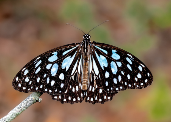 Blue Tiger