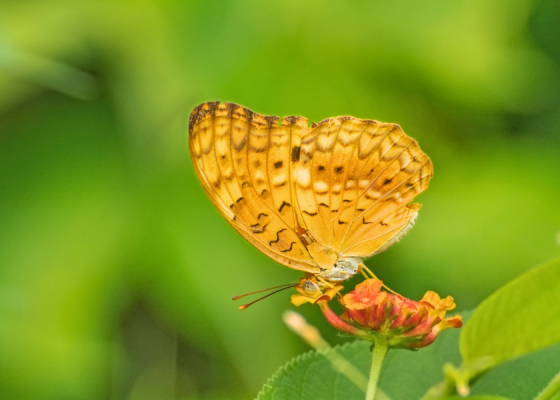 Ciommon Leopard