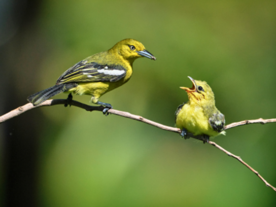 Common Iora