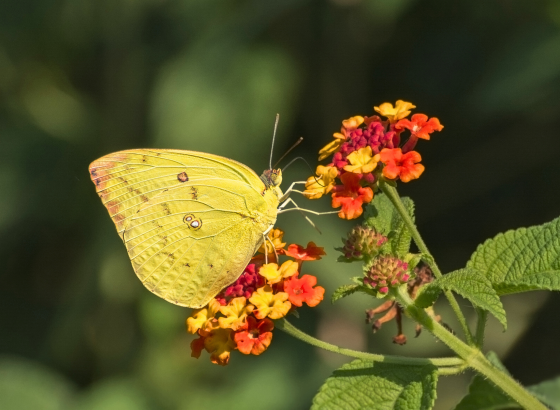 Mottled Emigrant