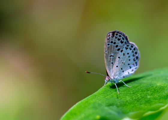 Pale Grass Blue
