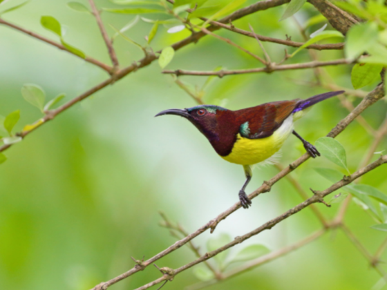 Purple-Rumped Sunbird