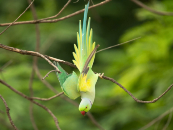 Rose-Ringed Parakeet