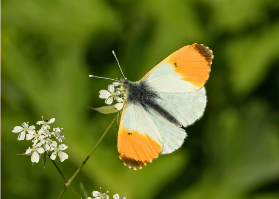 White Orange Tip