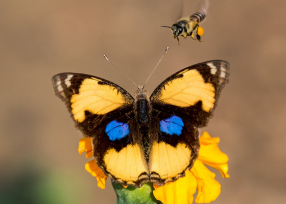 Yellow Pansy