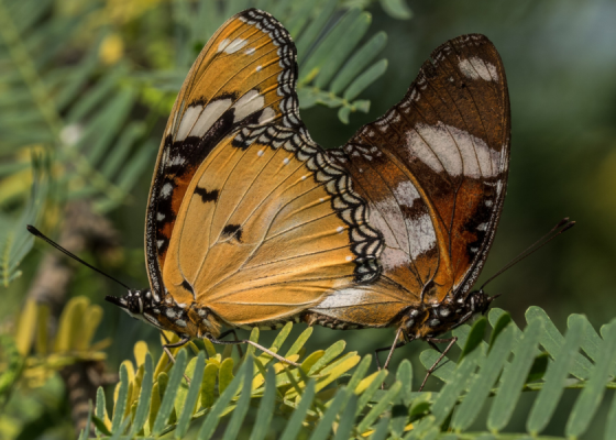 danaid-eggfly-pair
