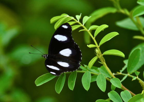 danaid-eggfly