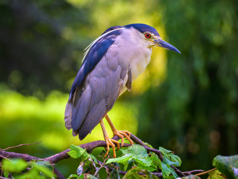 Black-crowned Night Heron