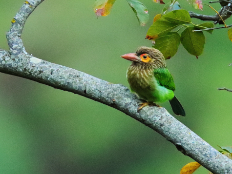 Brown-headed Barbet