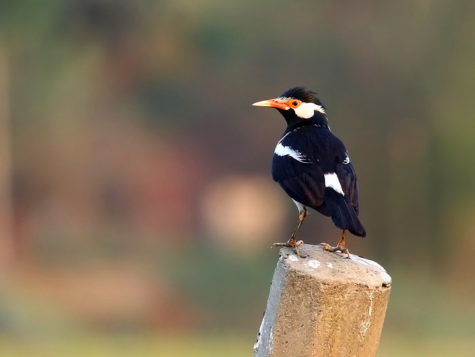 Indian Pied Starling