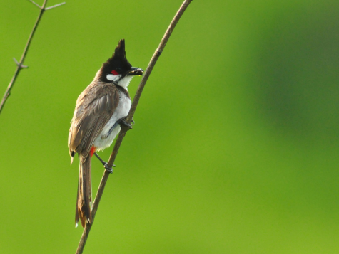 Red-whiskered Bulbul