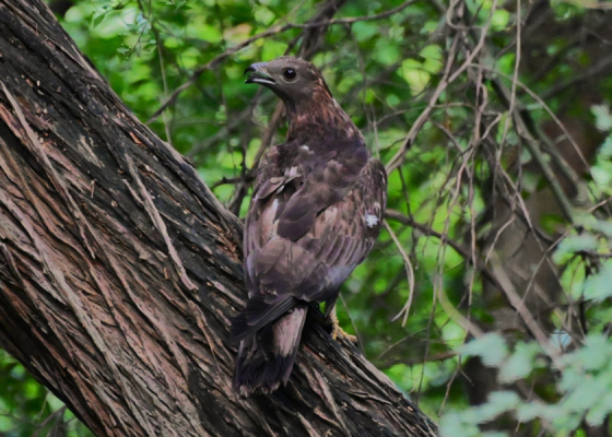 Birds-of-Sanjay-Van