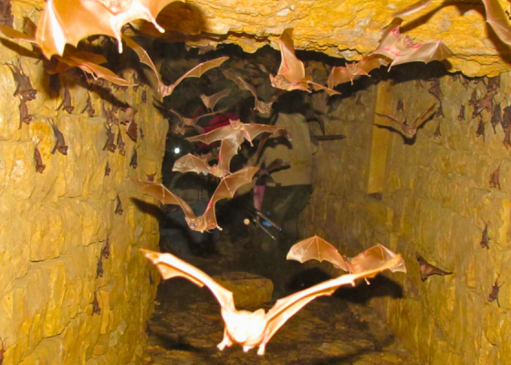 Firoz Shah Kotla heritage and wildlife