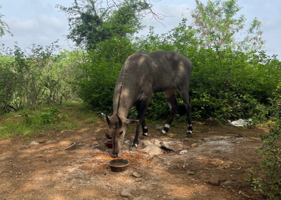 Wildlife-in-Sanjay-Van-Delhi