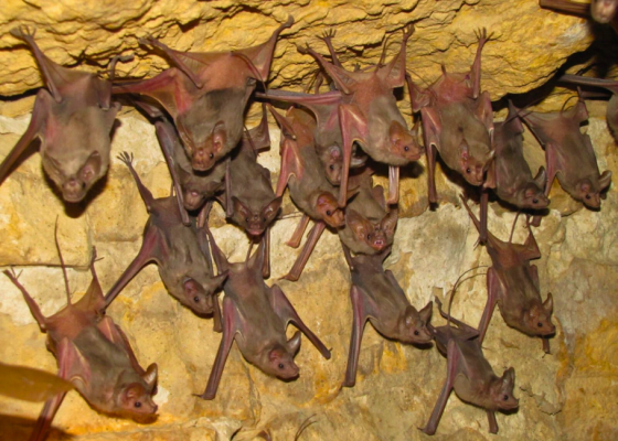 bat conservation Delhi