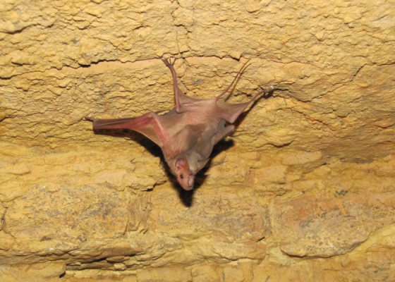 urban bats behaviour India