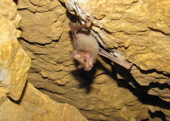 wildlife in Firoz Shah Kotla Delhi