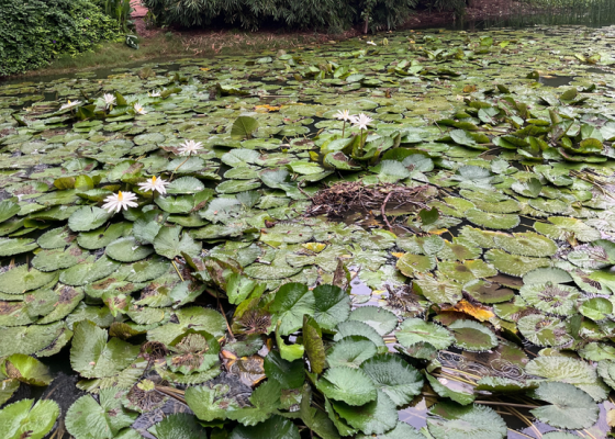 Ahmedabad Earth Walk Parimal Garden