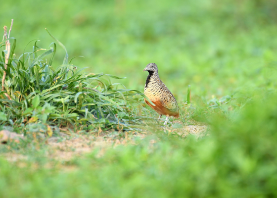 Barred-buttonquail