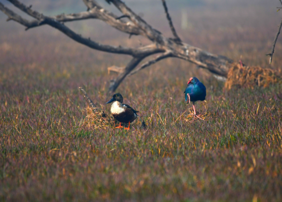 birding-in-surajpur