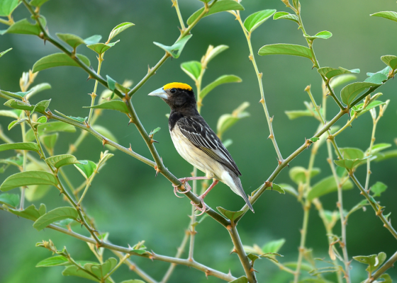black-breasted-weaver