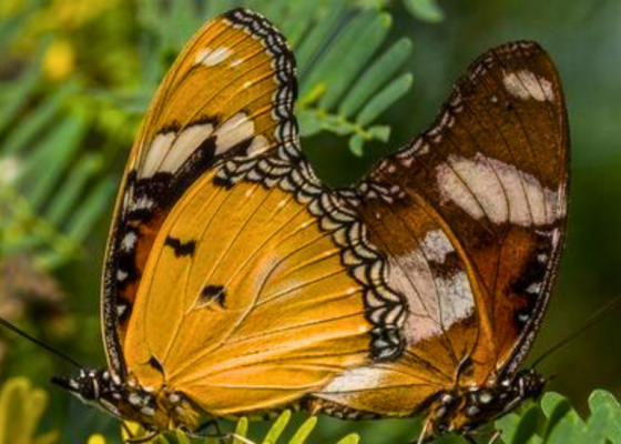 earth-walks-aravali-biodiversity-park