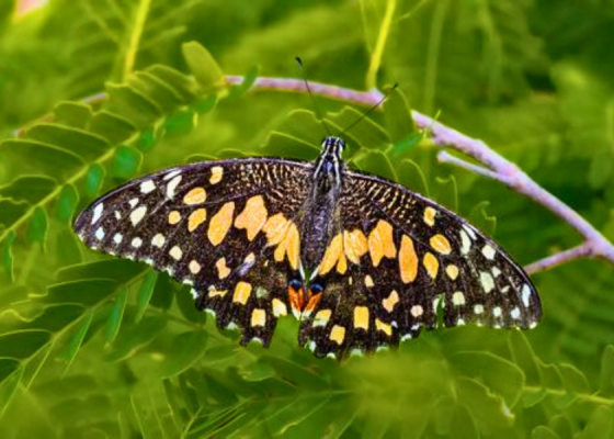 earth-walks-aravali-biodiversity-park 