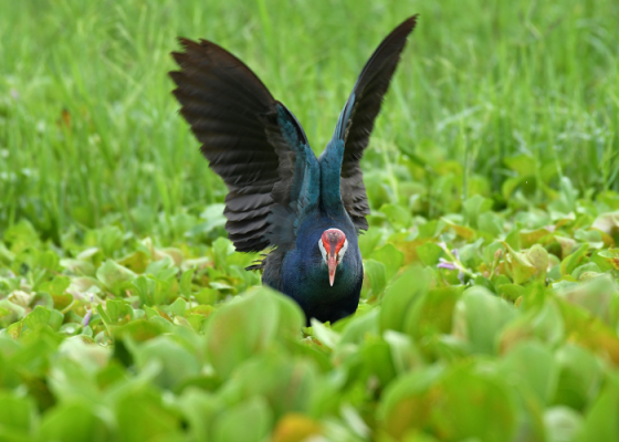 grey-headed-swamphen