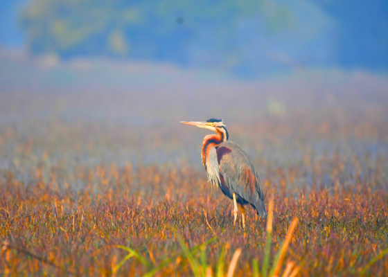 purple-heron
