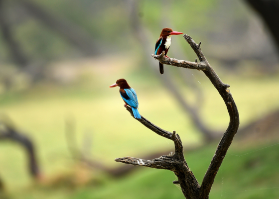 white-throated-kingfisher