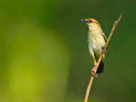 Bird photography walk Dhanauri