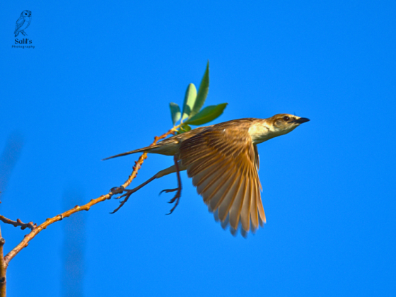 Birds of Dhanauri Wetlands