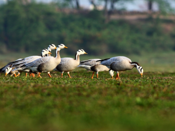 Birdwatching Earth Walks