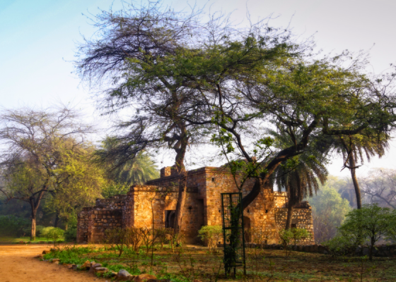 Delhi-tree-walk