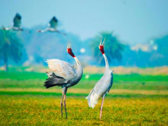 Greater Noida birding event