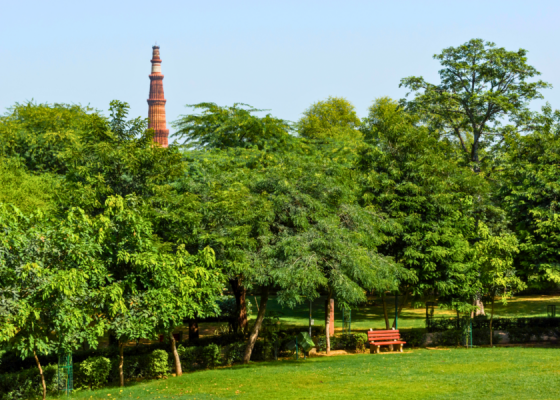 Hidden-Treesof-Mehrauli