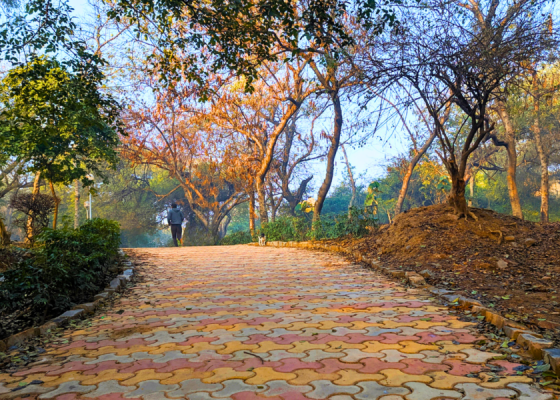 Tree-identification-walk