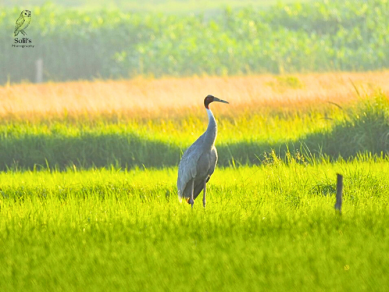 UP Earth Walks In Dhanauri Wetlands
