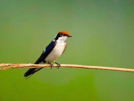 Wetland bird walk Noida