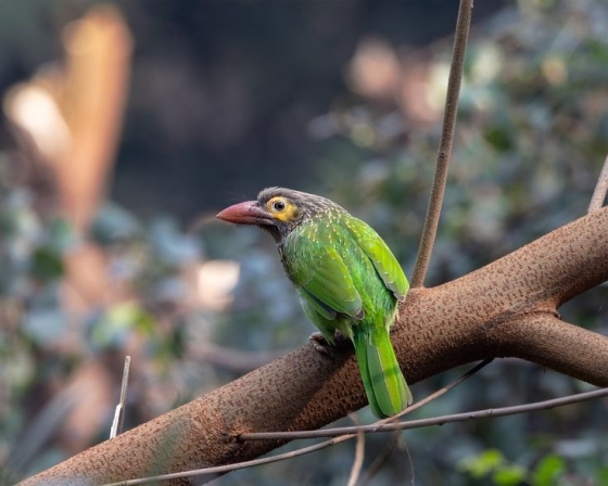 birds-of-earth-walks