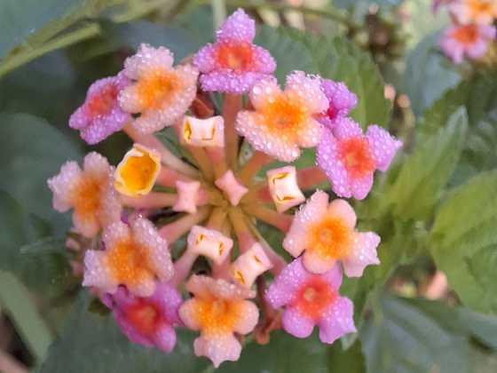 Bird walk Asita East