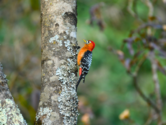 Woodpecker