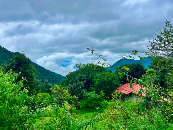 jungle-lore-birding-lodge