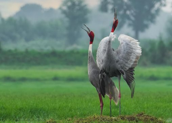 sarus crane surajpur wetland